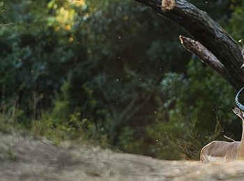 Kasaka River Lodge: Impala Kasaka River Lodge: Impala