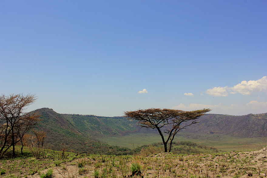 Kasenyi Safari Camp: Schirmakazie Kasenyi Safari Camp: Schirmakazie
