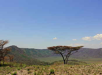 Kasenyi Safari Camp: Schirmakazie