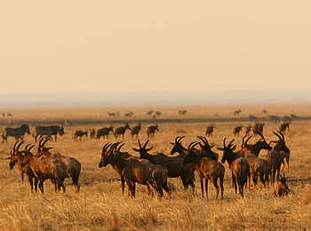 Katuma Bush Lodge: Eine Herde Gnus