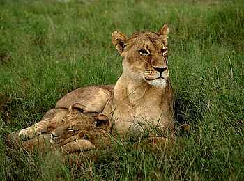 Khwai Expeditions Camp: Löwen Khwai Expeditions Camp: Löwen