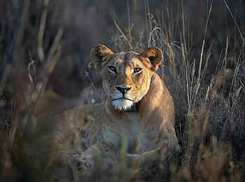Laikipia Wilderness River Camp: Löwin Laikipia Wilderness River Camp: Löwin