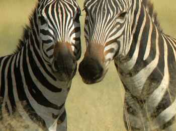 Lake Natron Camp: Zebrapaar