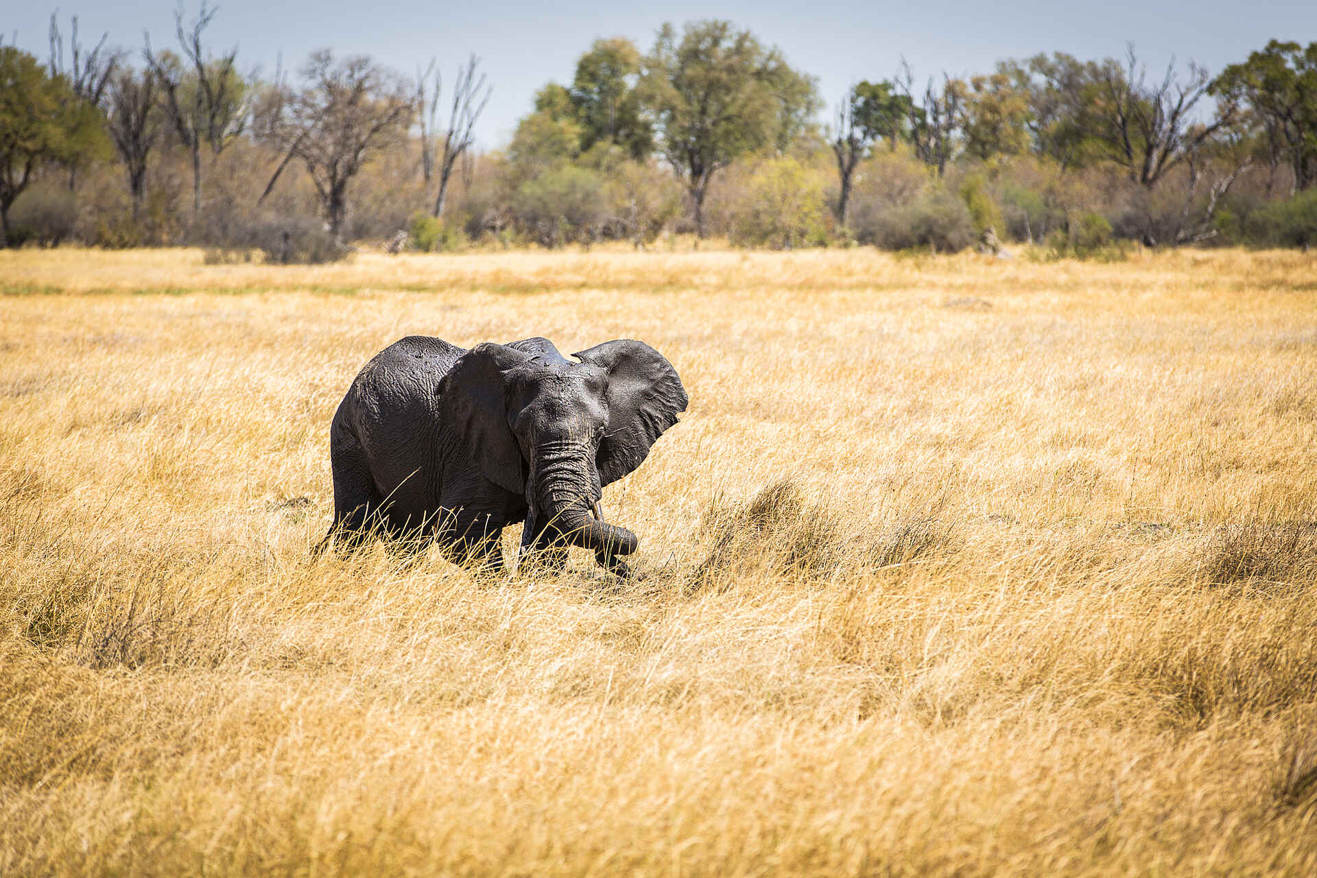 Little Machaba Camp: Ein Elefant auf der Lichtung unmittelbar vor dem Camp