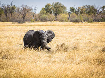 Little Machaba Camp: Ein Elefant auf der Lichtung unmittelbar vor dem Camp