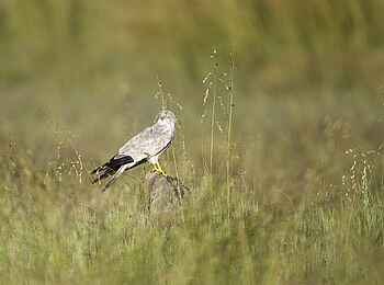 Little Makalolo Camp: Wiesenweihe Little Makalolo Camp: Wiesenweihe