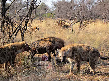 Macatoo Camp: Hyänen