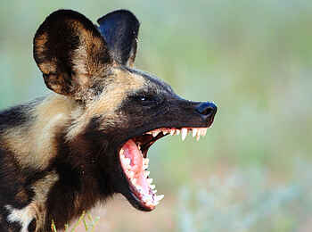 Motswari Game Lodge: Aufmerksamer Wildhund