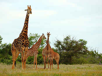 Motswari Game Lodge: Giraffen