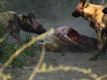 Muchenje Safari Lodge: Wildhunde beim Impalariss
