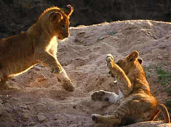 Mukambi Fig Tree Bush Camp: Zwei Löwenjunge beim Spielen