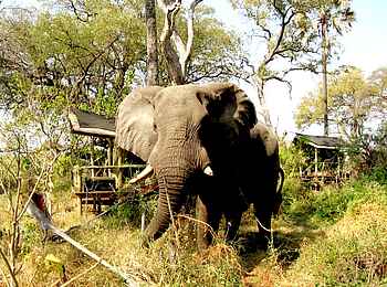 Oddball's Camp: Elefant vor den Gästezelten Oddball's Camp: Elefant vor den Gästezelten