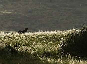 Palmwag Lodge: Gepard im hohen Gras