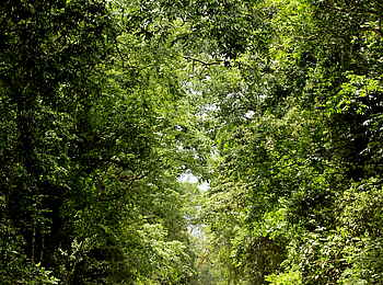 Papaya Lake Lodge: Forststraße