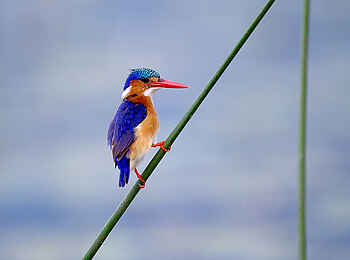 Pelo Camp: Malachite Kingfisher Pelo Camp: Malachite Kingfisher
