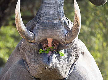 Robin Pope Safaris: Elefantenbulle