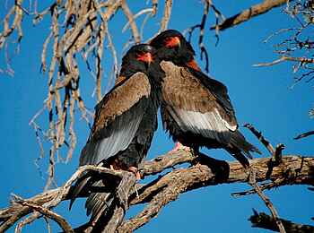 Rooiputs Lodge: Gauklerpaar