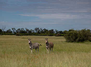 Sable Alley Camp: Zebras Sable Alley Camp: Zebras