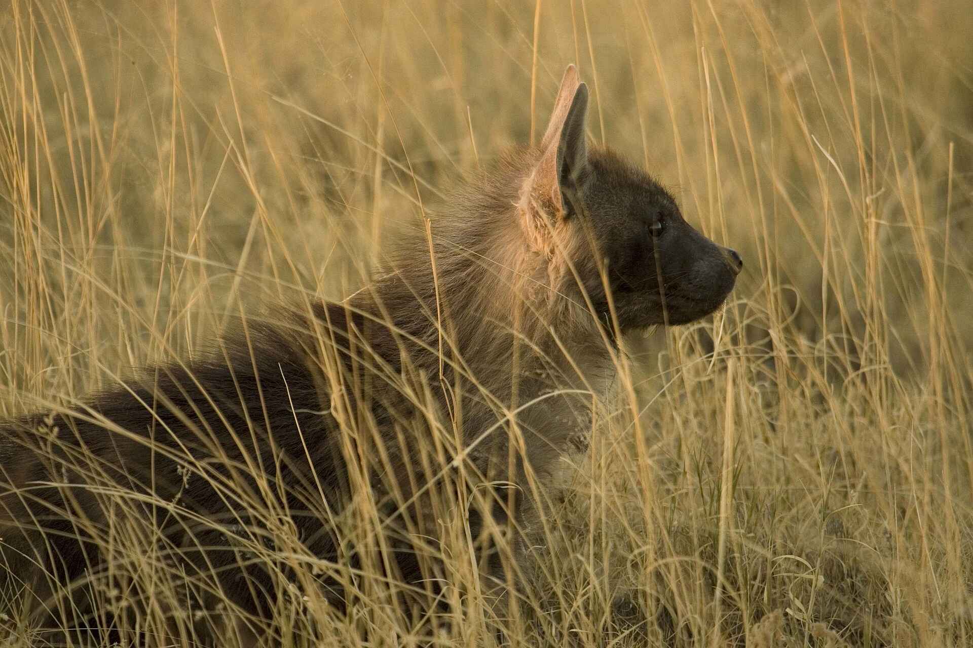 San Camp: Braune Hyäne
