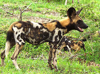Selous Impala Camp: Afrikanischer Wildhund