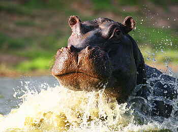 Sindile Luxury Tented Camp: Ein Nilpferd Sindile Luxury Tented Camp: Ein Nilpferd