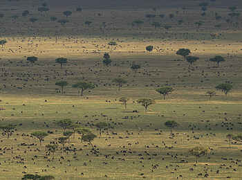 Singita Mara River Tented Camp: Gnus Singita Mara River Tented Camp: Gnus