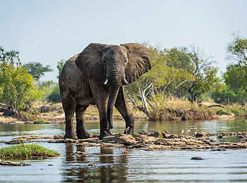 Toka Leya Camp: Ein Elefant Toka Leya Camp: Ein Elefant