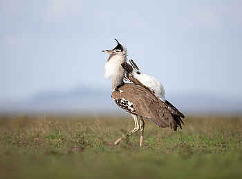 Wilderness Usawa Serengeti: Eine Riesentrappe im Gras Wilderness Usawa Serengeti: Eine Riesentrappe im Gras