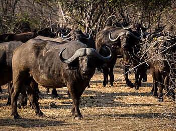 Chikwenya Camp: Büffel