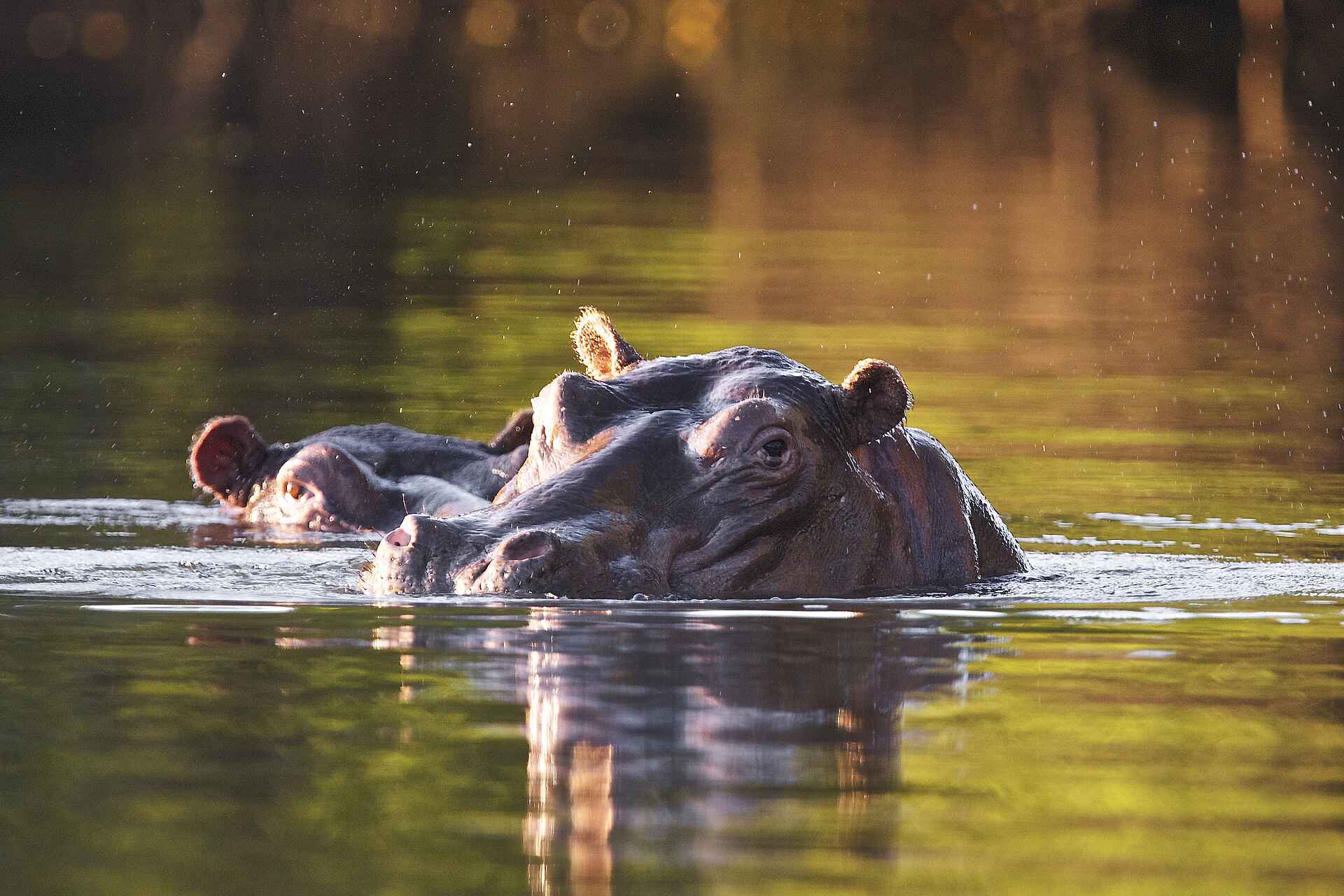 Konkamoya Lodge: Nilpferde