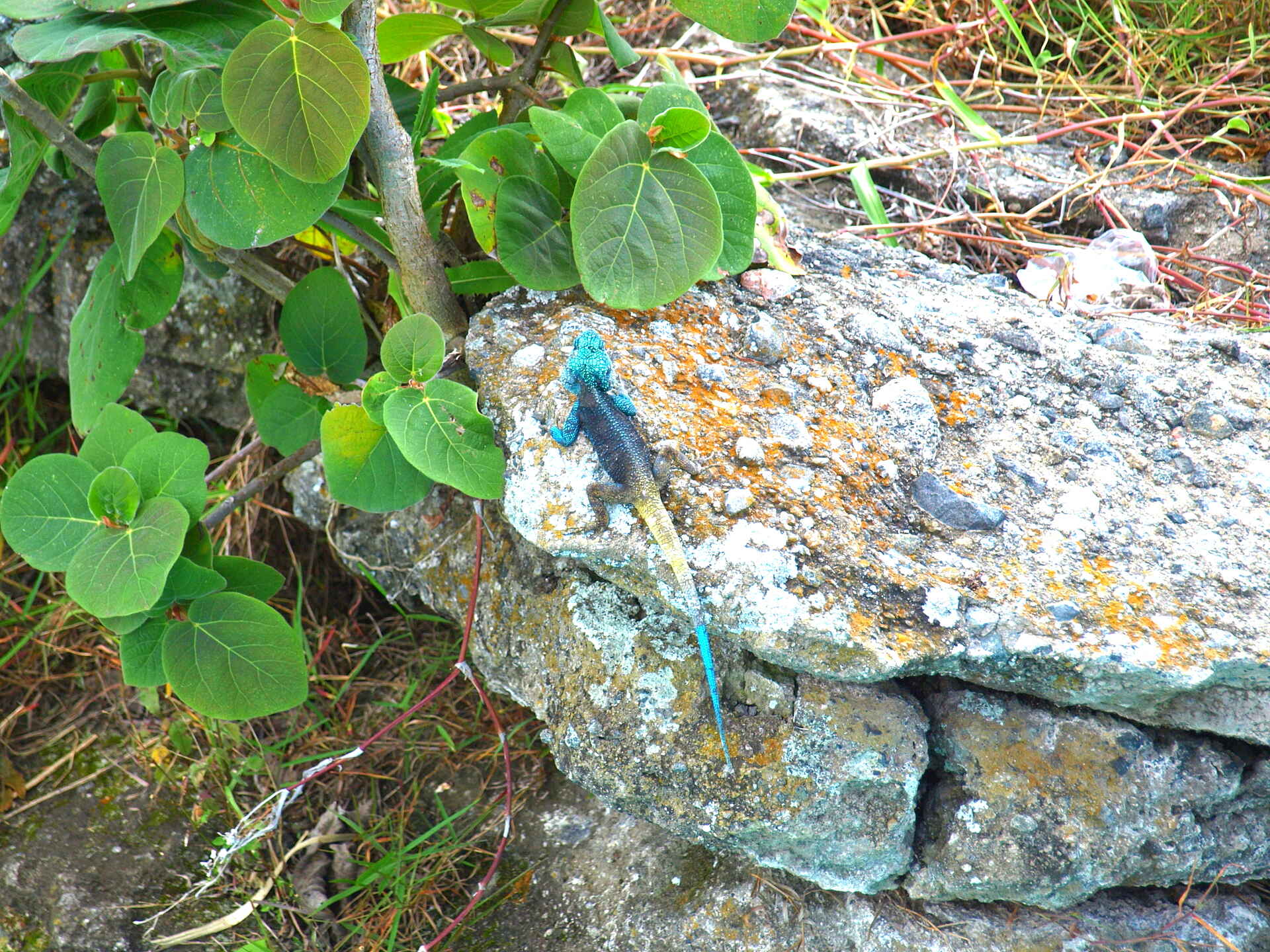 Chimpansee Tracking, Fort Portal, Kyaninga Lodge, Lake Kyaninga, Acanthocercus ugandaensis, Blaukopfagame, Afrikarma, Afrikarma Safaris, Afrikarma Safaris. Wildnis. Hautnah., Afrikarma.de
