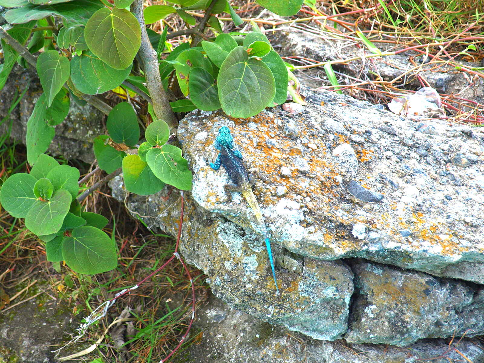 Kyaninga Lodge: Blaukopfagame Kyaninga Lodge: Blaukopfagame