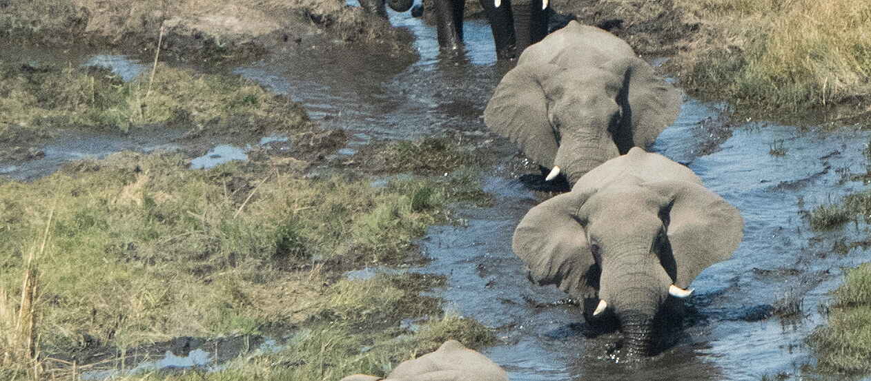 Afrikarma, Afrikarma Safaris, Afrikarma.de, Beks Ndlovu, Caprivi Streifen, Chobe Enclave, Linyanti Ebony, Linyanti Ebony Camp, Linyanti Sümpfe, Elefantenherde, Luftbild, Afrikarma Safaris. Wildnis. Hautnah.