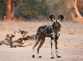 Little Vundu Camp: Wildhund Little Vundu Camp: Wildhund