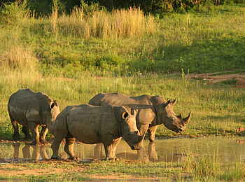 Makweti Safari Lodge: Nashorntränke