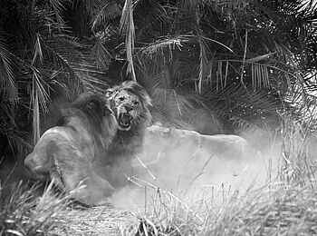 Ntemwa Busanga Bushcamp: Rivalen