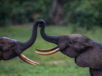 Sangha Lodge: Elefantenbegegnung Sangha Lodge: Elefantenbegegnung