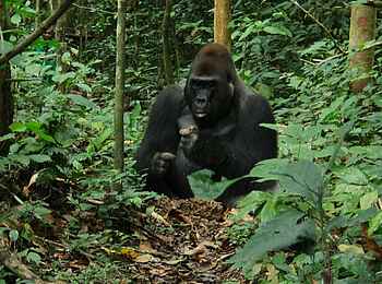 Sangha Lodge: Silverback Sangha Lodge: Silverback