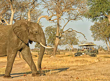 Somalisa Acacia Camp: Tour im Geländefahrzeug