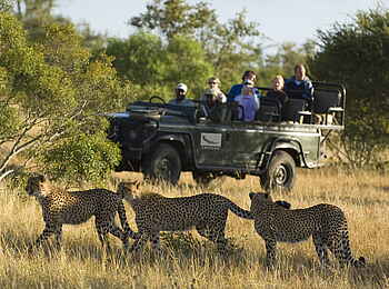 &Beyond Ngala Safari Lodge: Leoparden auf der Pirschfahrt