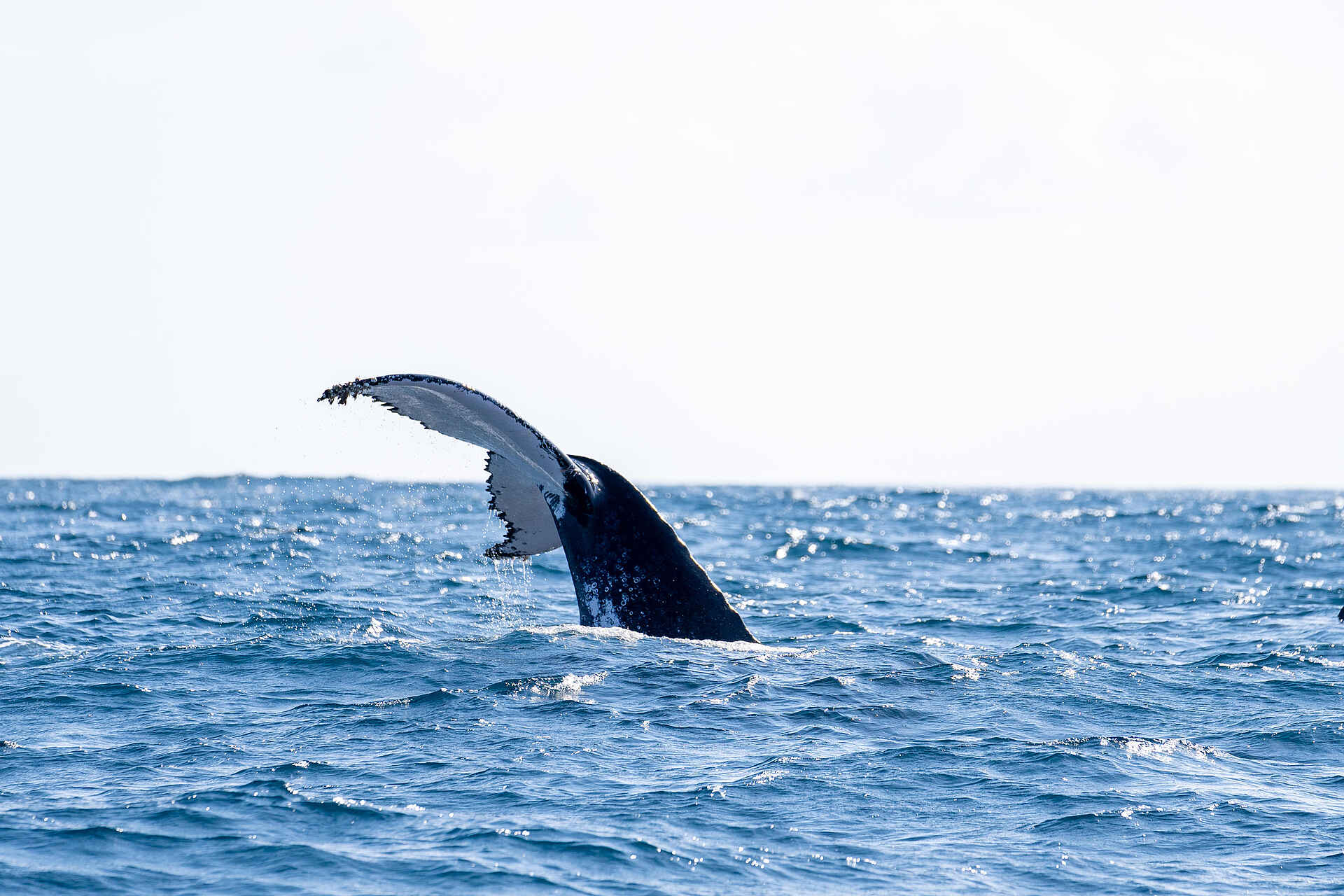 Azura Benguerra Island Retreat: Whale Watching