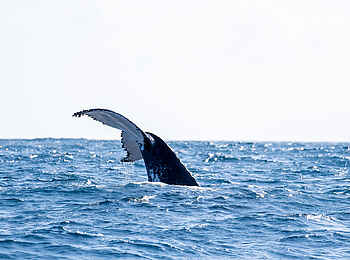 Azura Benguerra Island Retreat: Whale Watching