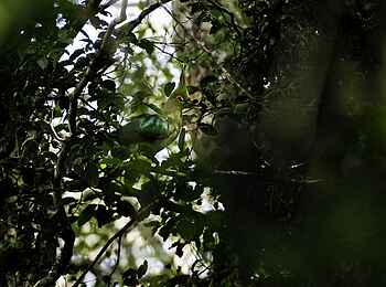 Chelinda Lodge: Turako