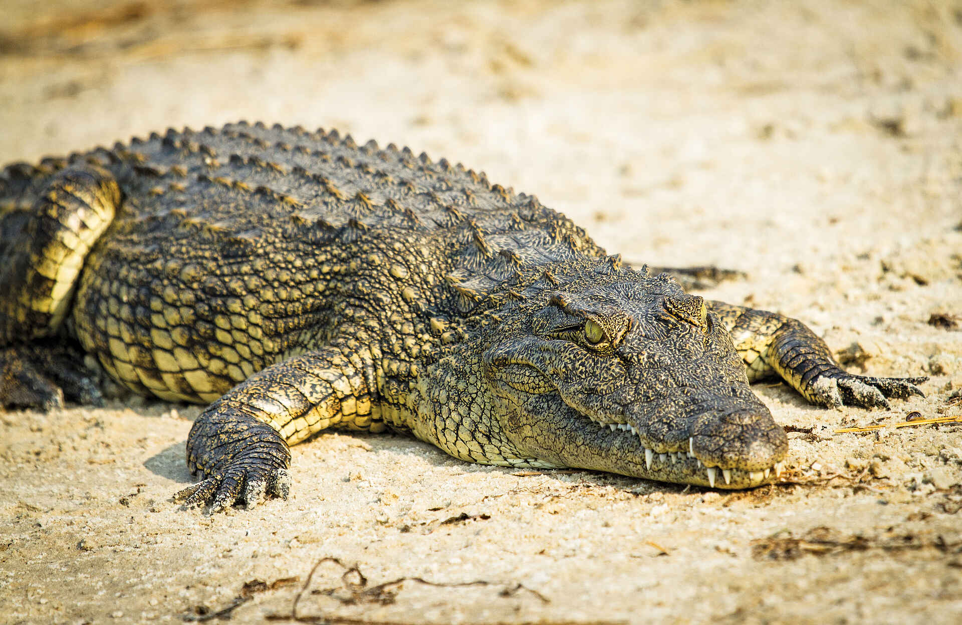 Chobe Savanna Lodge: Krokodil