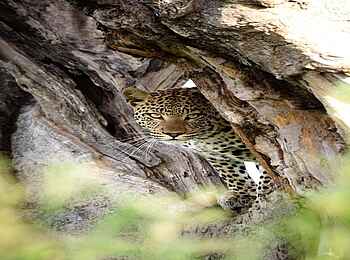 Duba Plains Suite: Leopard