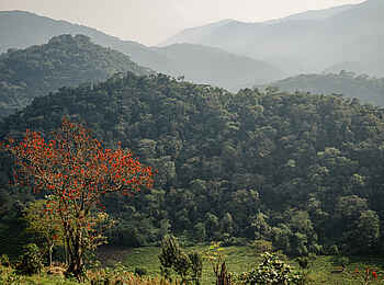 Erebero Hills: Dichter Regenwald Erebero Hills: Dichter Regenwald