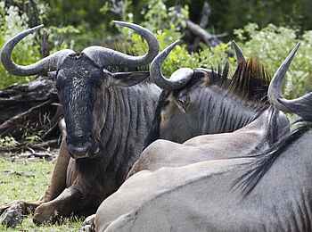 Etosha: Büffelherde
