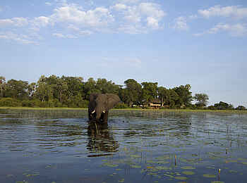 Jacana Camp: Elefant im Wasser Jacana Camp: Elefant im Wasser