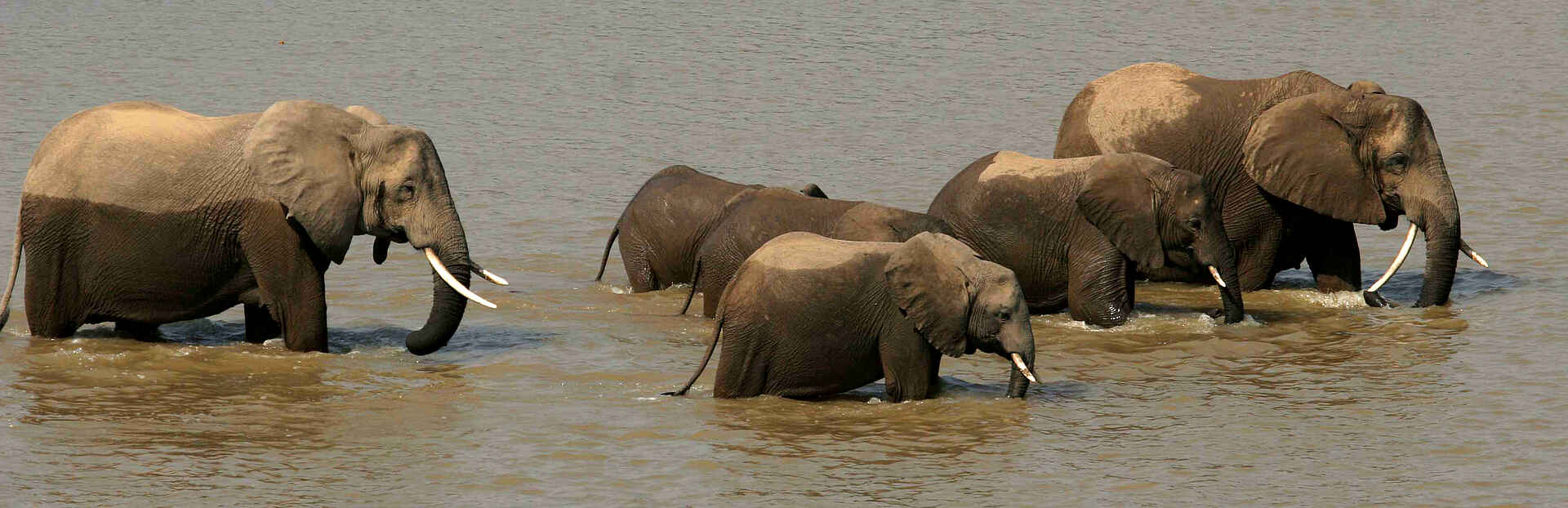 Kaingo Camp: Elefantenherde im Wasser