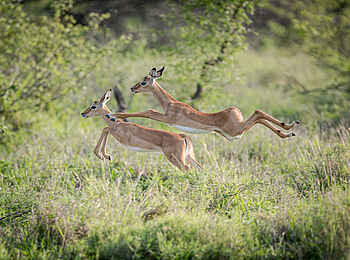 Kambaku River Sands: Impalas auf der Flucht Kambaku River Sands: Impalas auf der Flucht